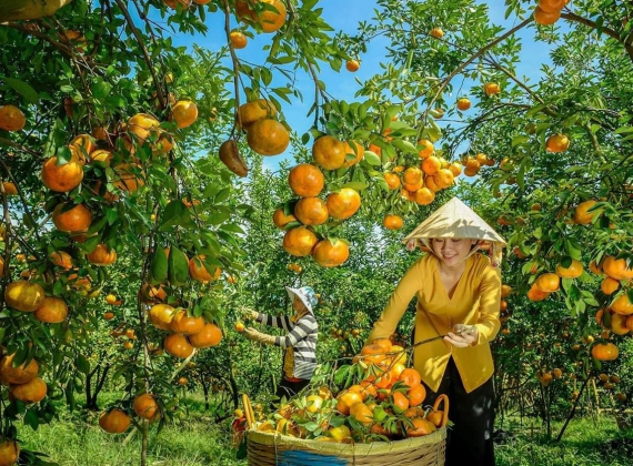 DU LỊCH MIỆT VƯỜN KHÁM PHÁ VƯỜN TRÁI CÂY MIỀN TÂY  