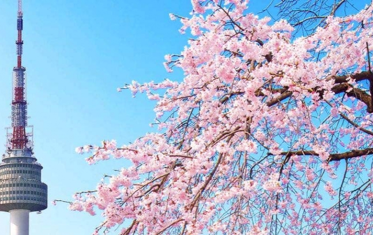 THƯỞNG NGOẠN MÙA HOA ANH ĐÀO HÀN QUỐC  SEOUL – NAMI - NAMSAN- EVERLAND